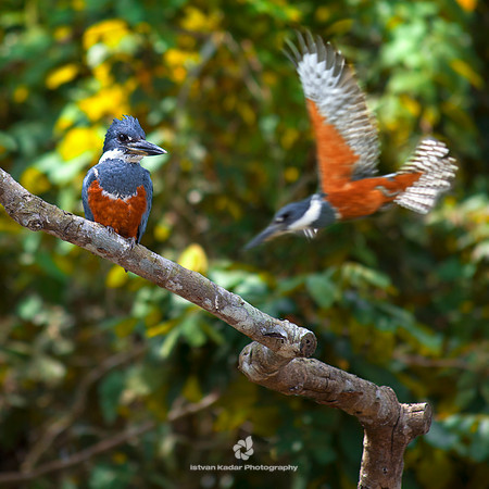 Ringed Kingfisher