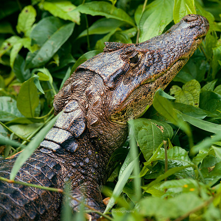 Spectacled Caiman