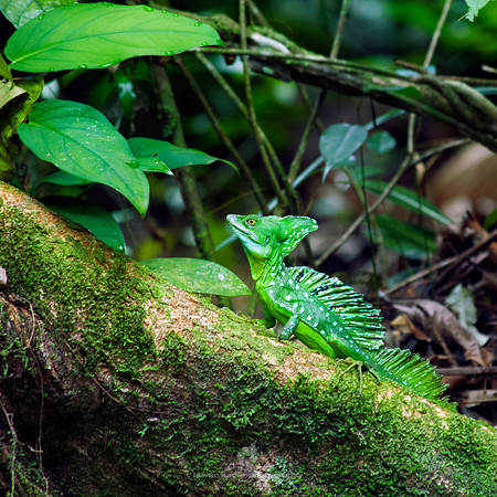 Green Basilisk Lizard (male)