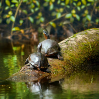 Black River Turtles