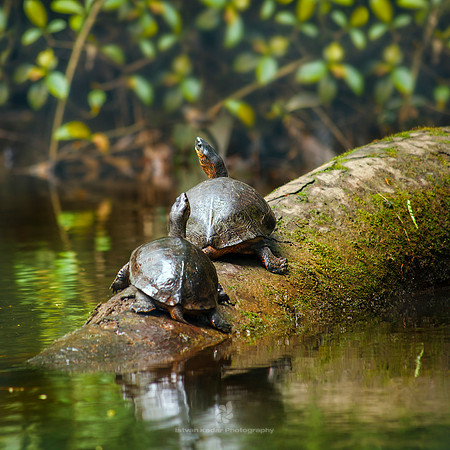Black River Turtles