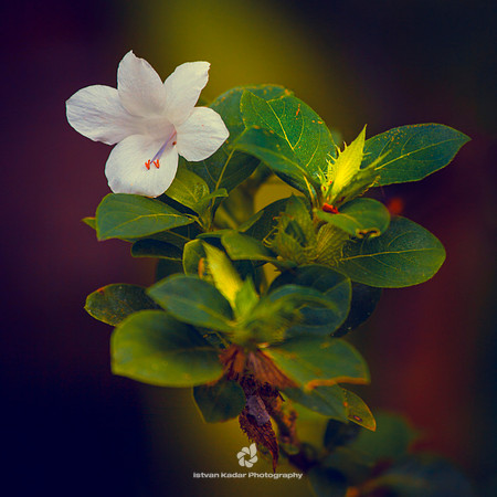 Flowering Shrub