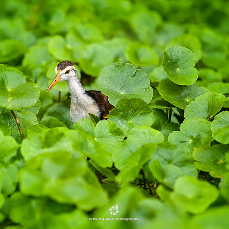 Northern Jacana (Juvenile)