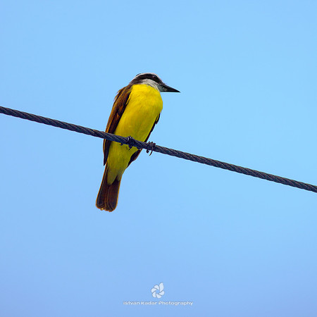 Great Kiskadee