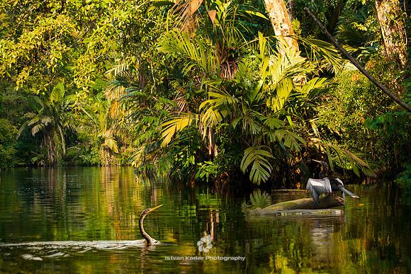 Anhingas in the Canals of Tortuguero