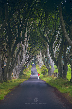 The Dark Hedges in Northern Ireland