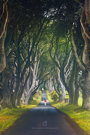 The Dark Hedges in Northern Ireland