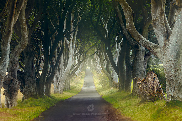 The Dark Hedges in Northern Ireland