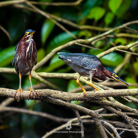 Green Heron