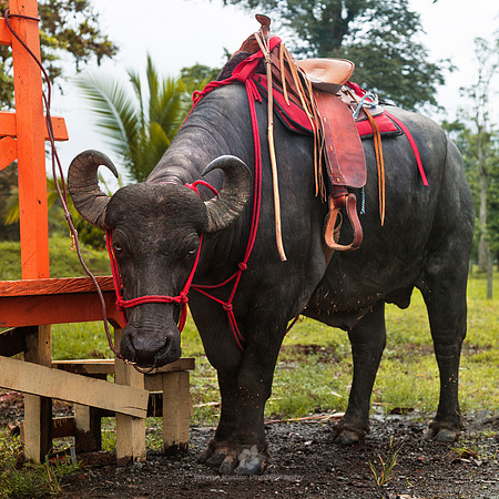 Saddle on a Water Buffalo