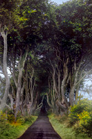 The Dark Hedges in Northern Ireland