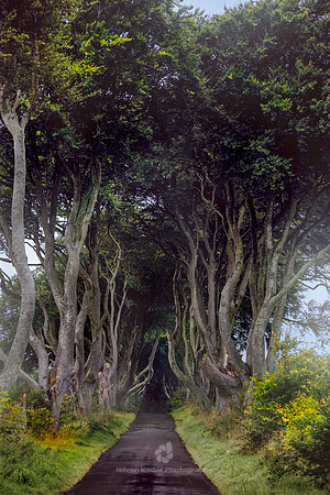 The Dark Hedges in Northern Ireland