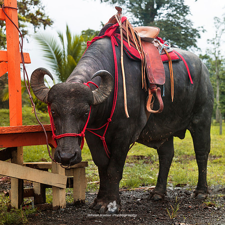 Saddle on a Water Buffalo