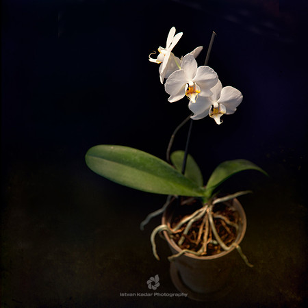 White Orchids