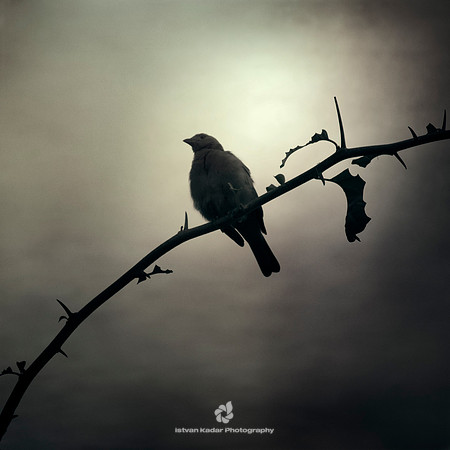 The Thorn Bird