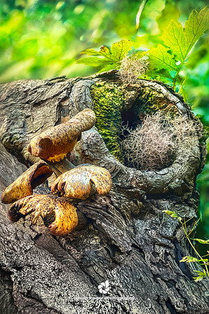 The Secret Home of a Fairy