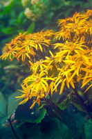 Ligularia Dentata
