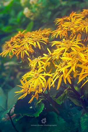 Ligularia Dentata