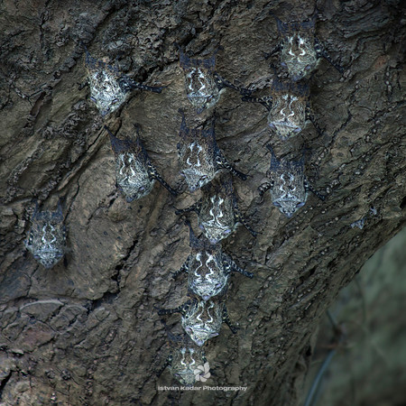 Proboscis Bats