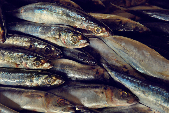 Fish Market