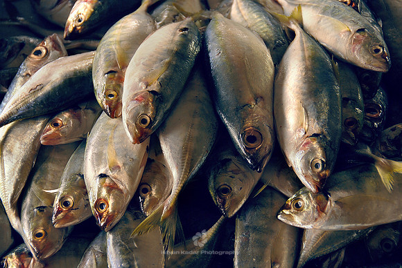 Fish Market
