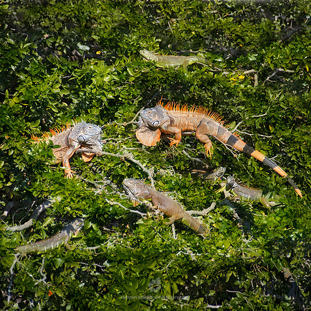 Green Iguanas in Mexico