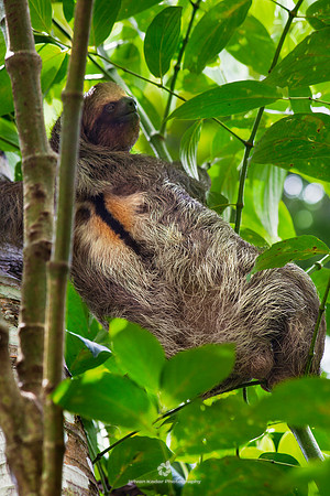 Three-toed Sloth