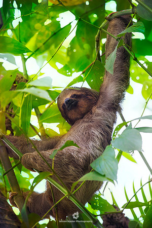 Three-toed Sloth