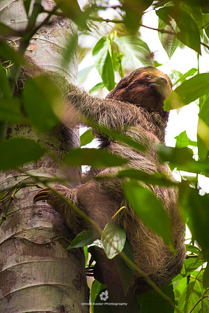 Three-toed Sloth