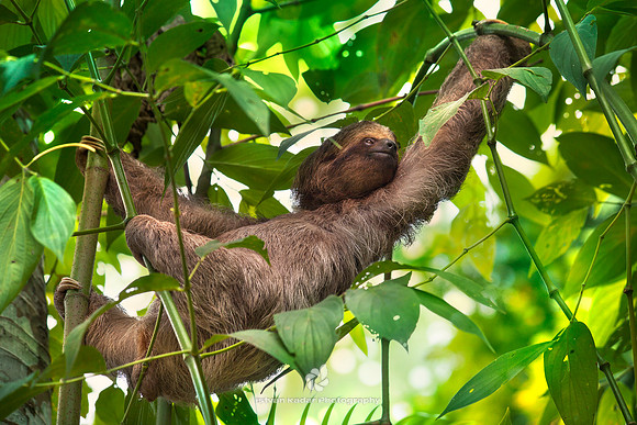 Three-toed Sloth
