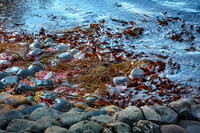 Seaweed at the Giants Causeway, Northern Ireland