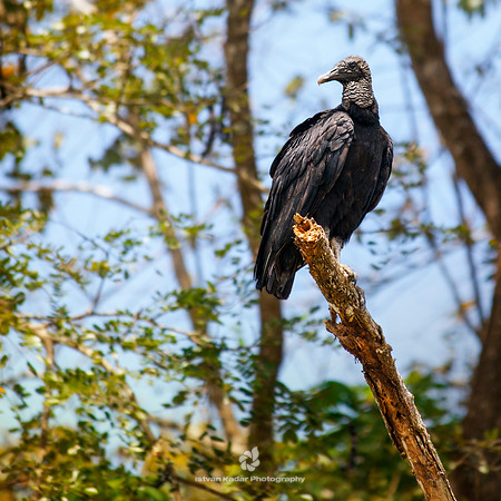 Black Vulture