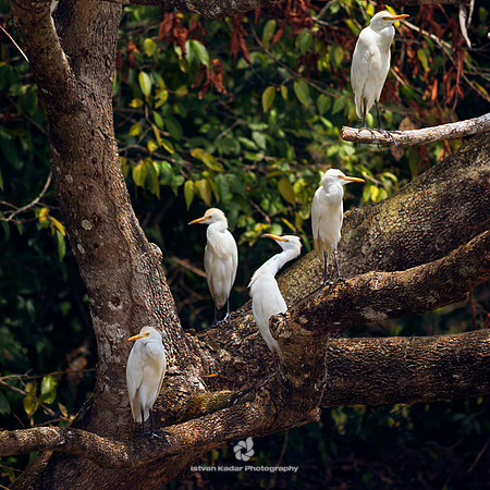 Cattle Egrets