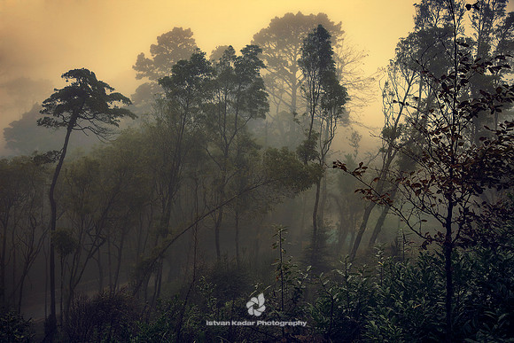 "Beauty In Nature", Branch, "Color Image", Dusk, Environment, Fog, Forest, Growth, Horizontal, Mystery, Nature, "No People", Outdoors, Photography, Portugal, Scenics, Sintra, Spooky, "Tranquil Scene",
