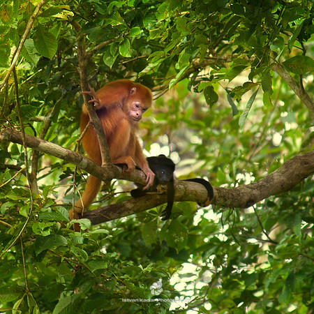 Mantled Howler Monkey (Blondie) and her Baby