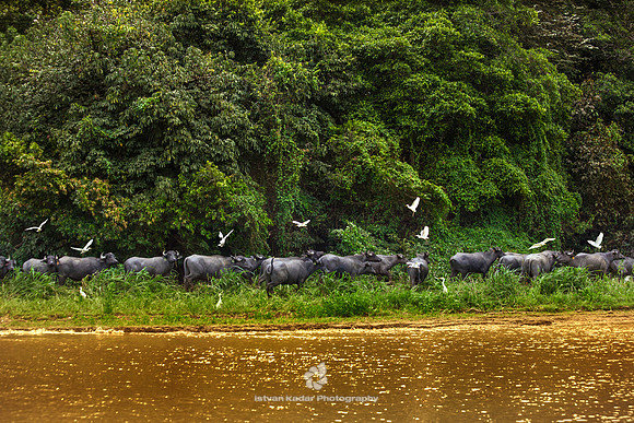 Water Buffaloes with Cattle Egrets
