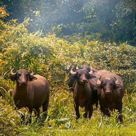 Grazing Buffaloes
