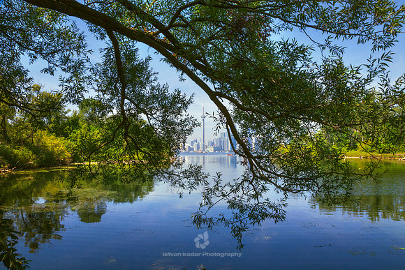 Toronto Skyline Framed with Willow Tree - 2016