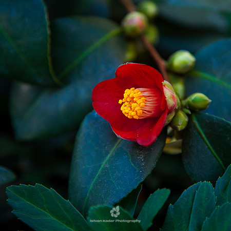 Camellias