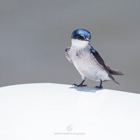 Mangrove Swallow