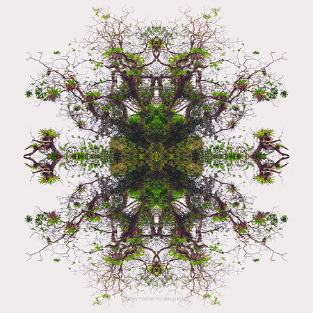 Epiphyte Kaleidoscope