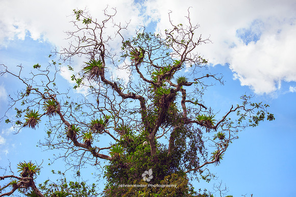 Epiphytes