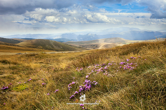 Azalea, "Beauty In Nature", "Cloud - Sky", "Color Image", Day, Flower, Horizontal, Landscape, "Lush Foliage", Mountain, "Mountain Range", Nature, "No People", Outdoors, Photography, "Pink Color", Plan