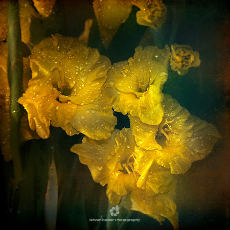 Glads of Summer