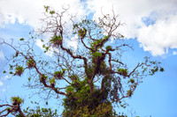 Epiphytes