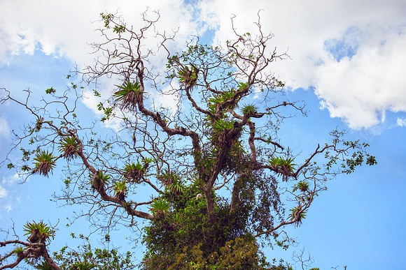 Epiphytes
