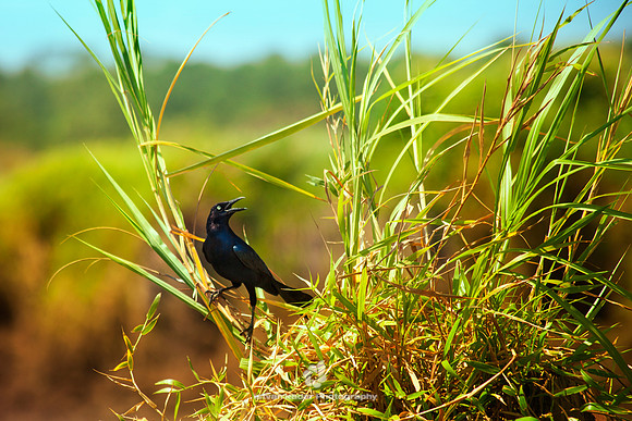 Great Tailed Grackle