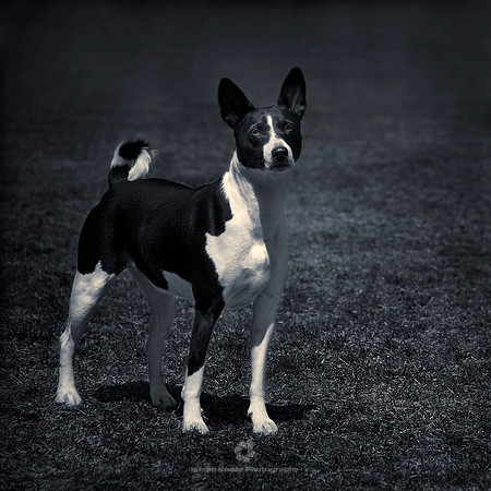 Chickadee (Basenji)