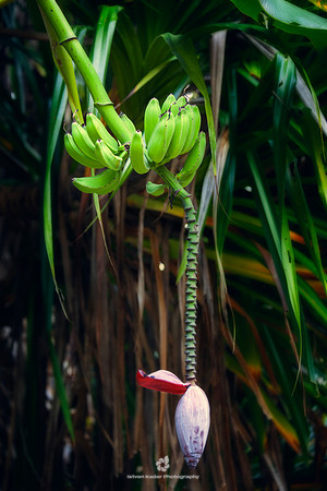 Banana Flower
