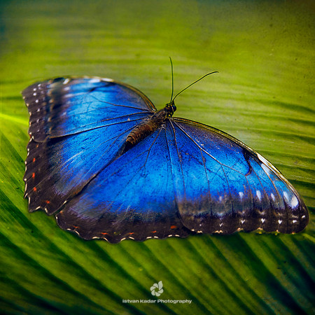Blue Morpho Butterfly (Morpho peleides)